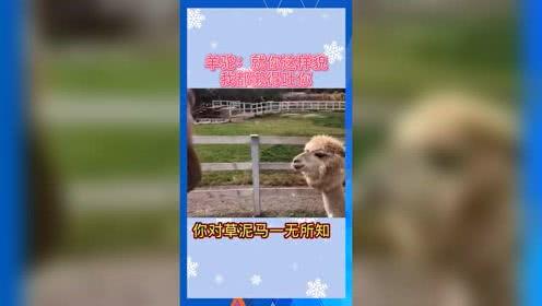 娱乐吃瓜模版,明星恋情曝光，幕后真相竟如此惊人！